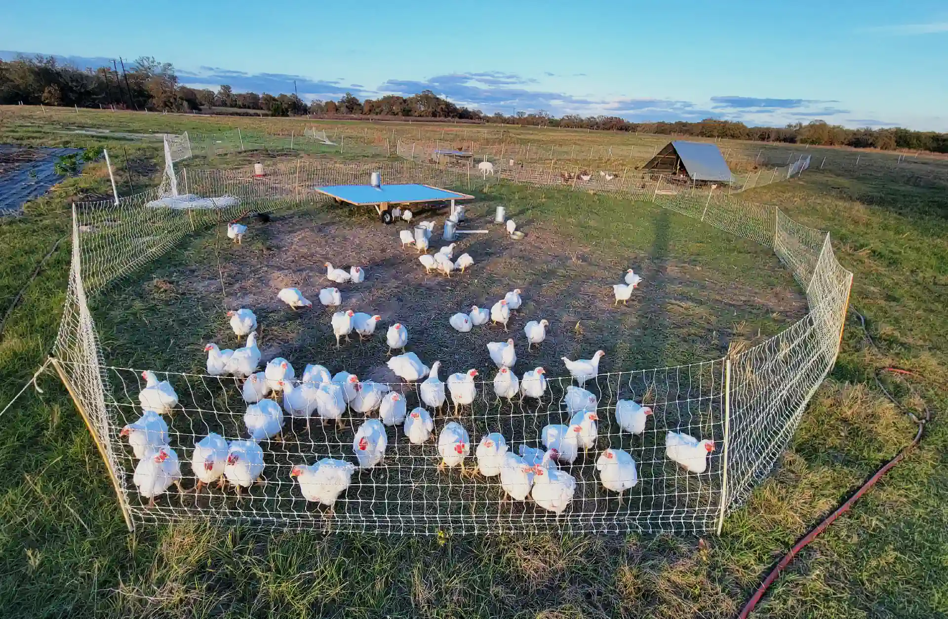 Local Organic Pasture Raised Chicken